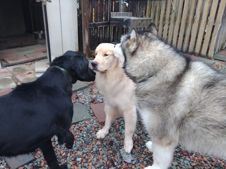老犬ホーム ドッグハウス・ダディーの写真