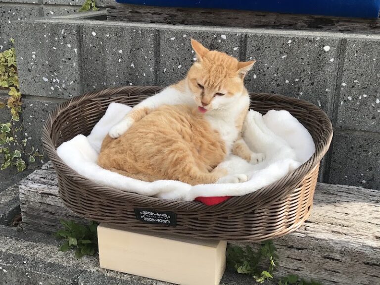 山の上のベルナペットセレモニーの写真