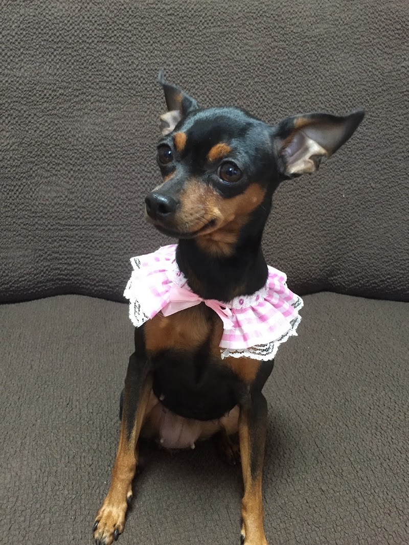 ペット訪問火葬ポピーの写真