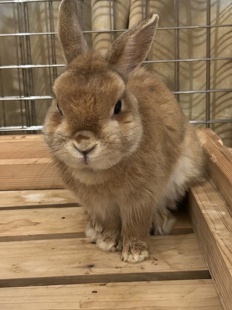 ペット火葬ハピネス名古屋の写真