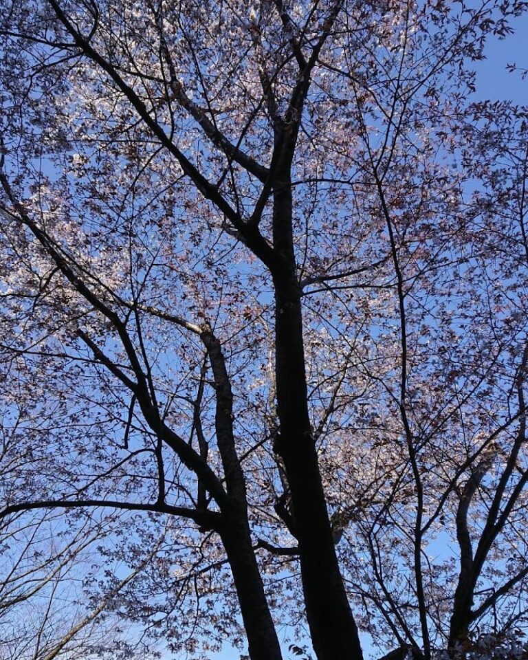 にじの花 ペットのお見送り･樹木葬の写真