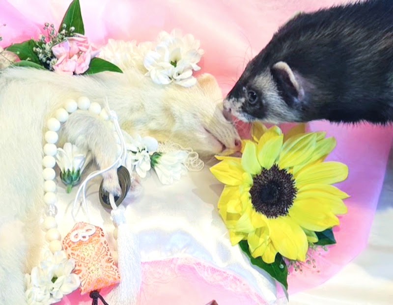 Sunny Sun pet memorialの写真