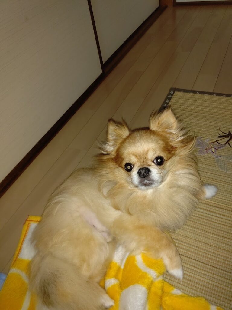 ペットクリメイトサービスの写真