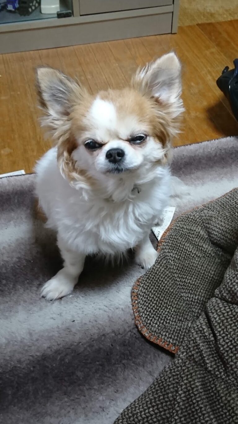 ペットセレモニーリリーフの写真