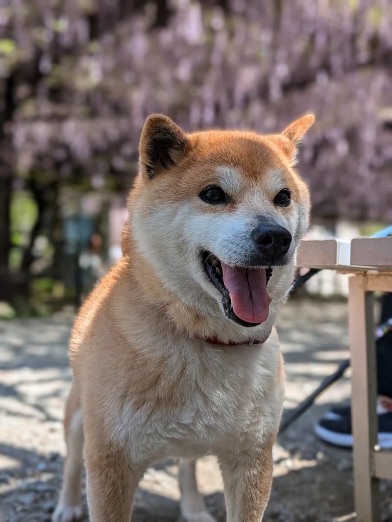 ペット訪問火葬ポピーの写真