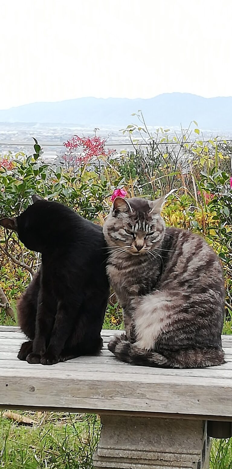 いずもペットの丘の写真