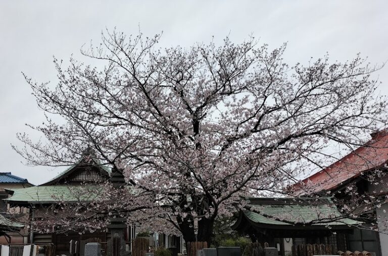 日蓮宗 正国山 妙応寺の写真