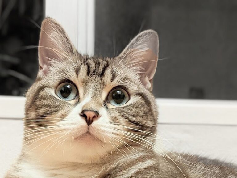 ペットメモリアルサービスの写真