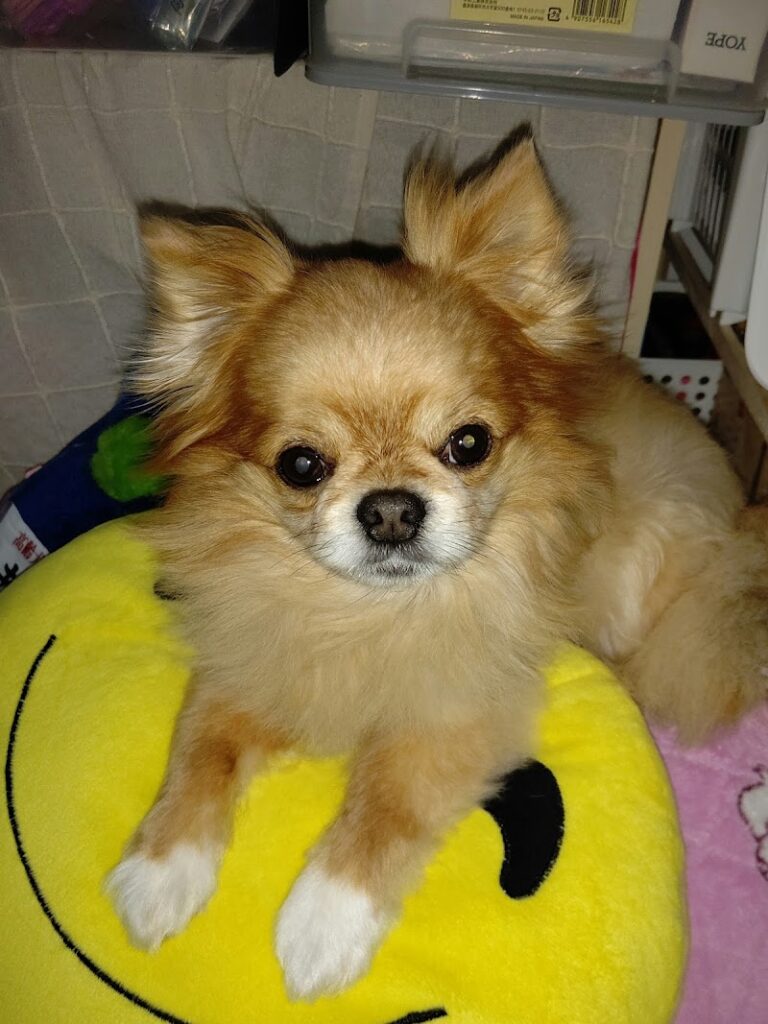 ペットクリメイトサービスの写真