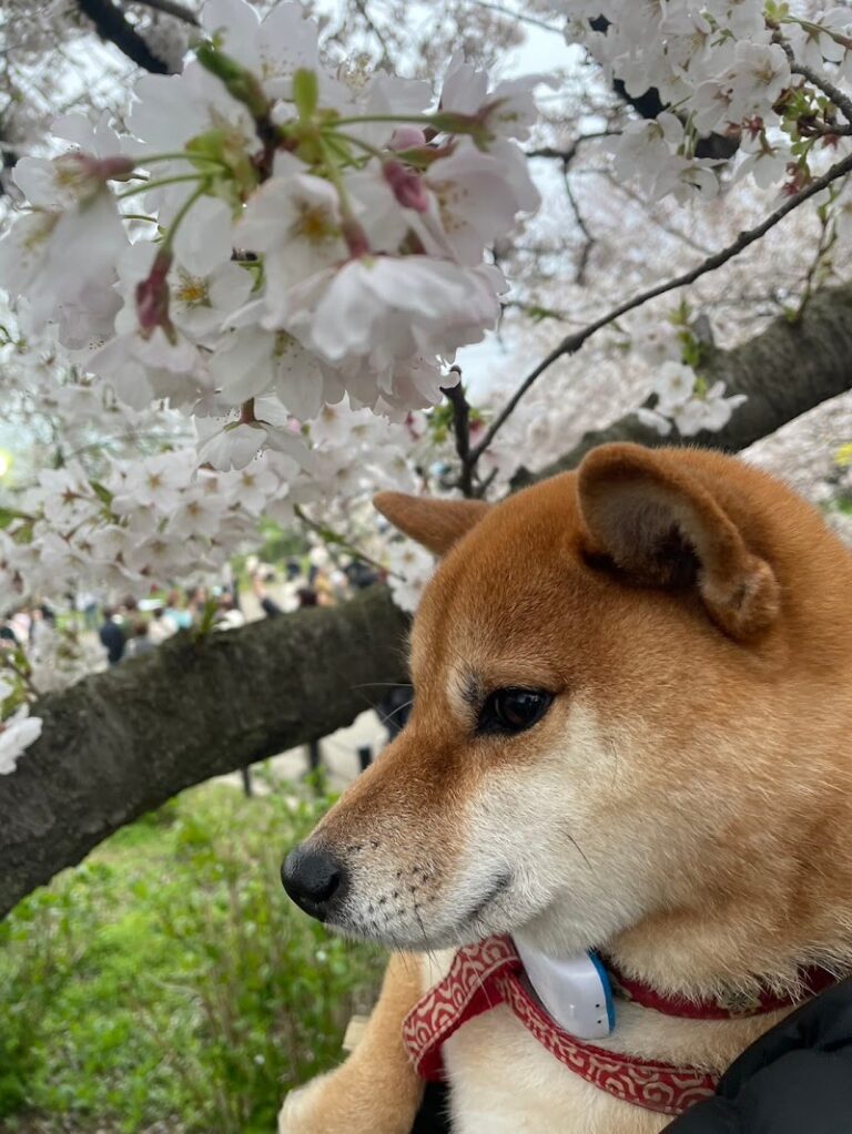 愛ペット霊園の写真