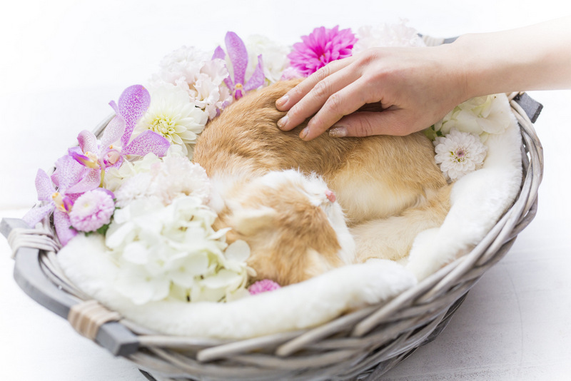 ペット花の葬儀 札幌 ミルルの写真