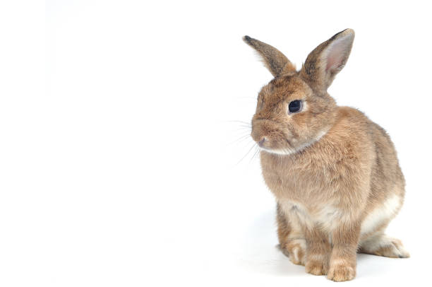 動物の園グループ 所沢の写真