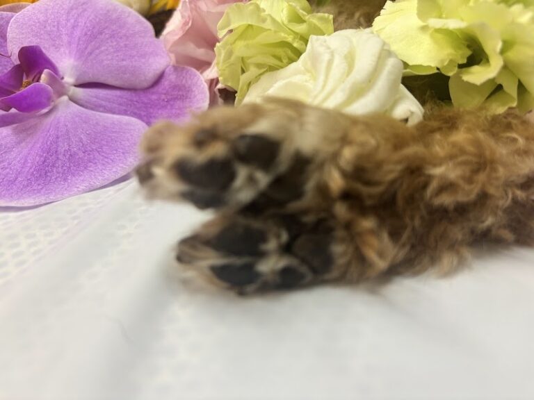 ペットメモリアルぽえむの写真