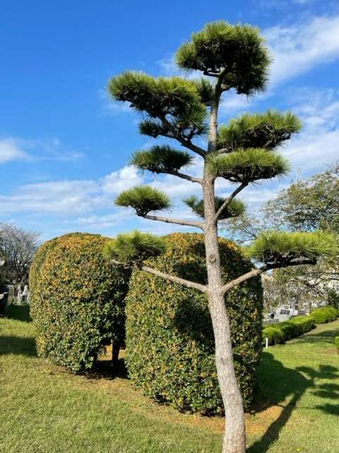 ペットメモリーポラリスの写真