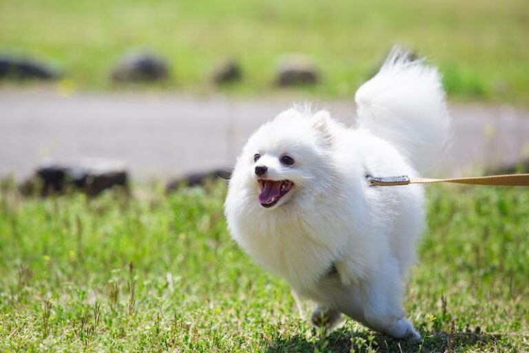 ペット火葬 やすらぎのあしあとの写真