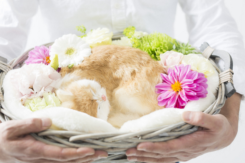 ペット花の葬儀 札幌 ミルルの写真