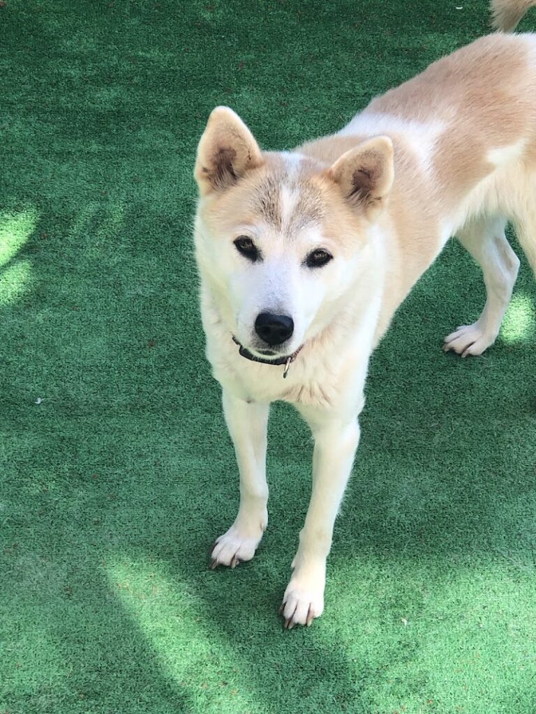 訪問ペット火葬 名古屋天愛ペットセレモニーの写真