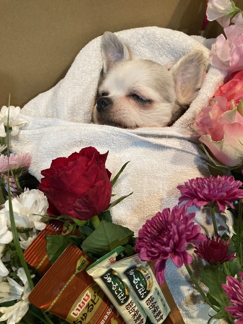 D&Cドッグアンドキャットの写真