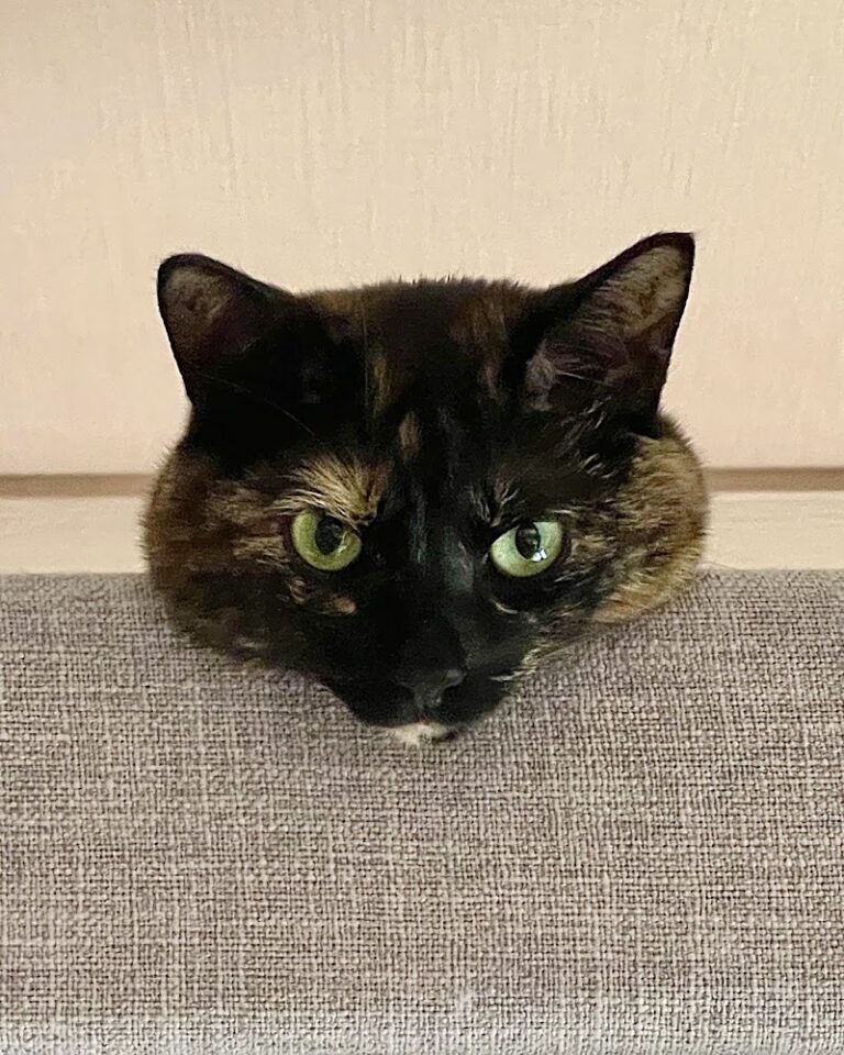 ペットフューネラルもみの木の写真
