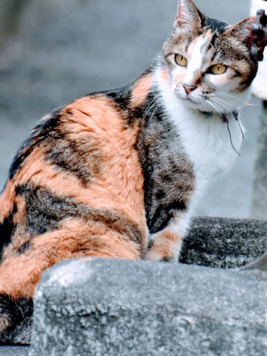 福島県の訪問ペット火葬 そよふく【いわき】の写真