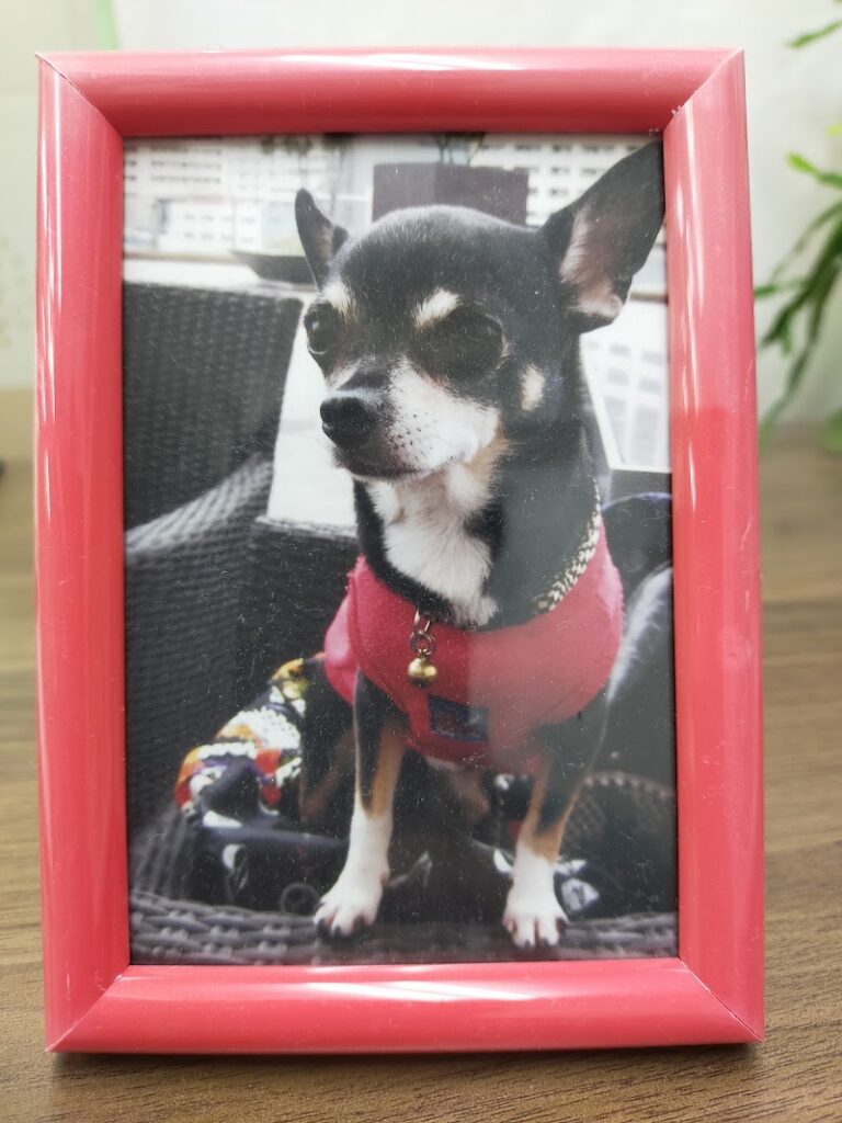 ペットの葬儀屋さん『大阪犬友社』の写真