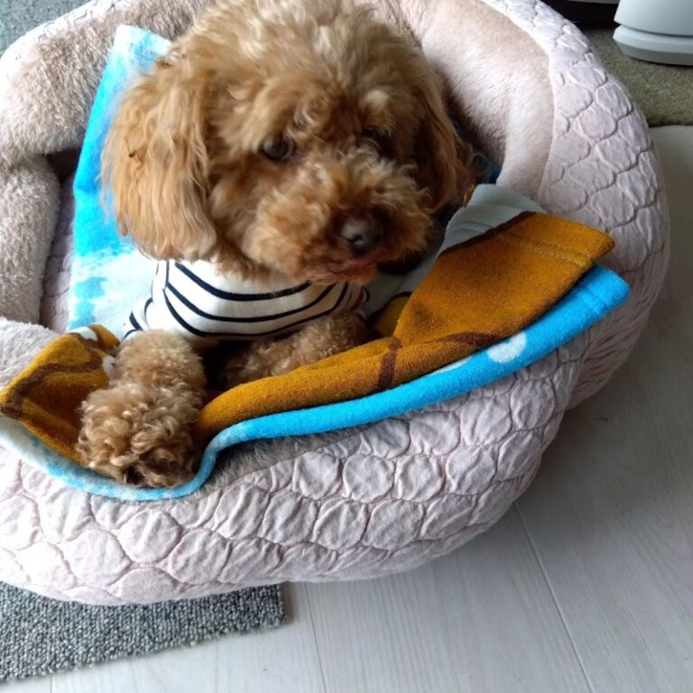 ペットセレモニー こころの杜の写真