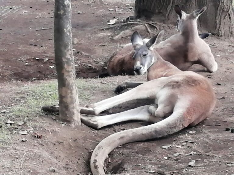 盛岡動物霊園の写真