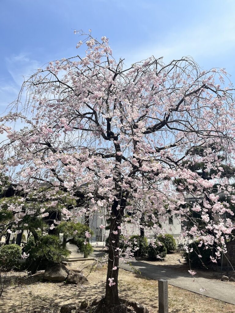 救衆山 海平教寺 阿弥陀院の写真