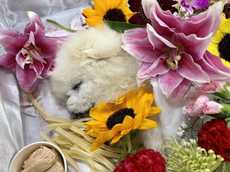ペットピアの写真