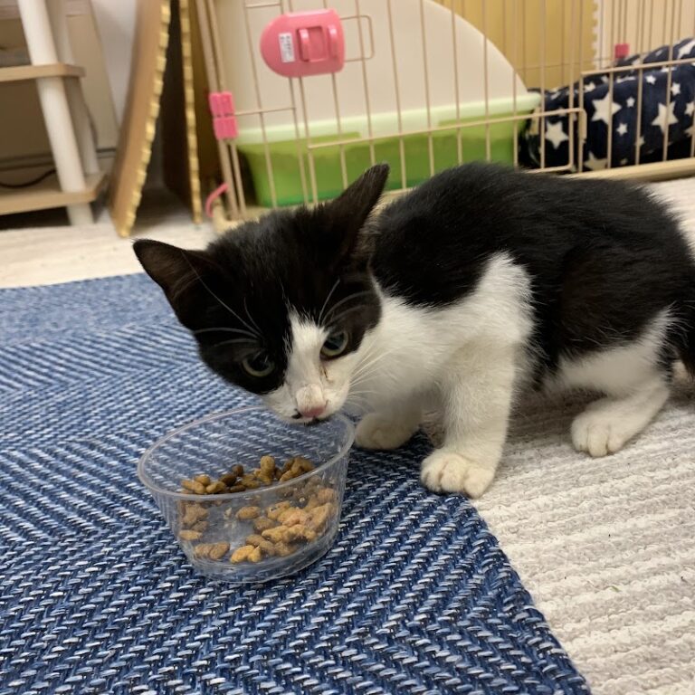 大森ペット霊堂の写真