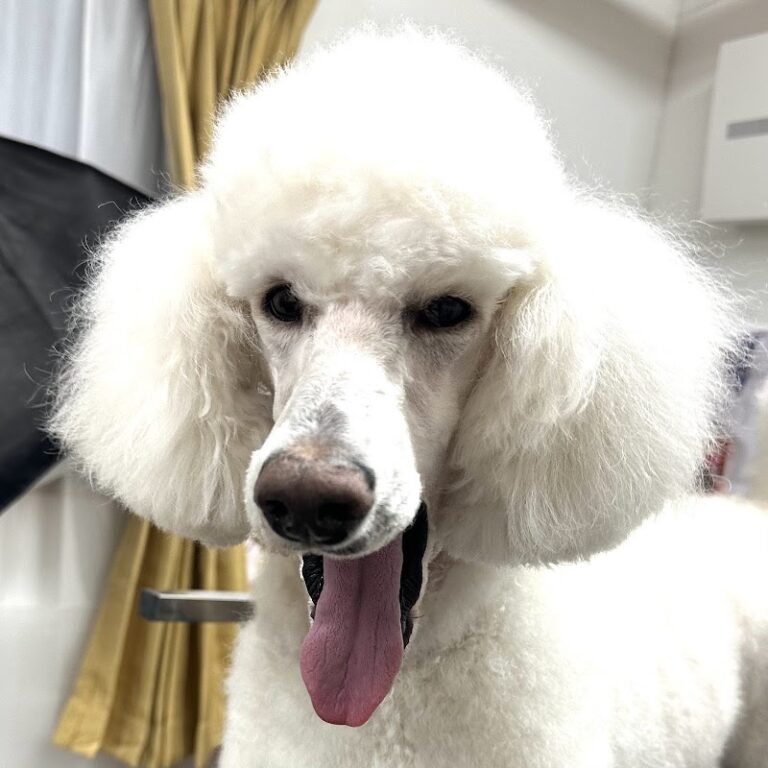 ペットメモリアル あんど・わんの写真
