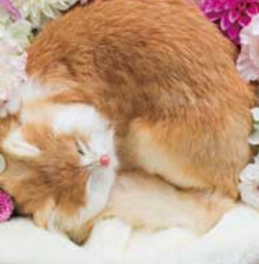 ペット花の葬儀 札幌 ミルルの写真