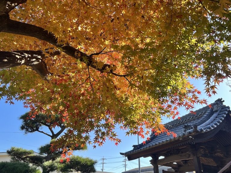 救衆山 海平教寺 阿弥陀院の写真