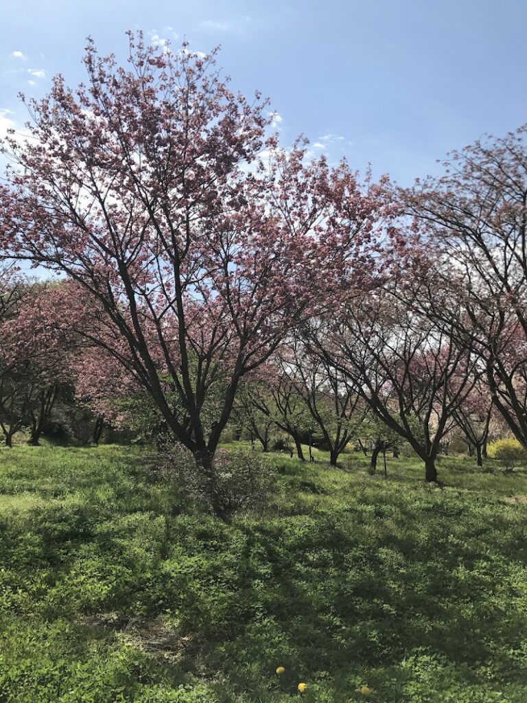 白河の関ペット公園墓地の写真