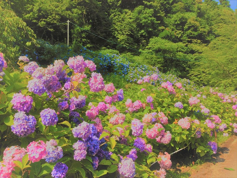 【お寺のペット火葬】ペットメモリアルiroha（東光院内）の写真