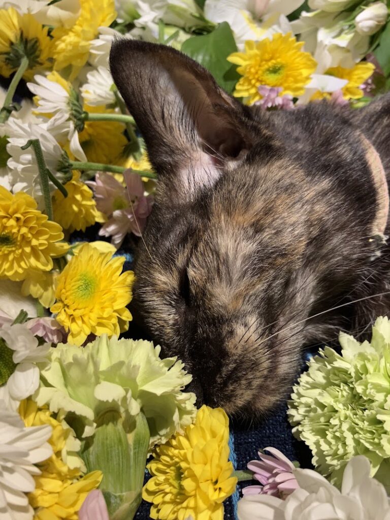 ドグウッドクラブの写真