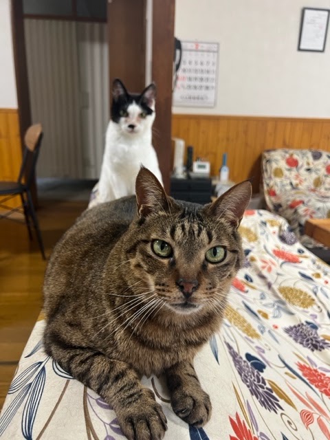 大正動物霊園の写真