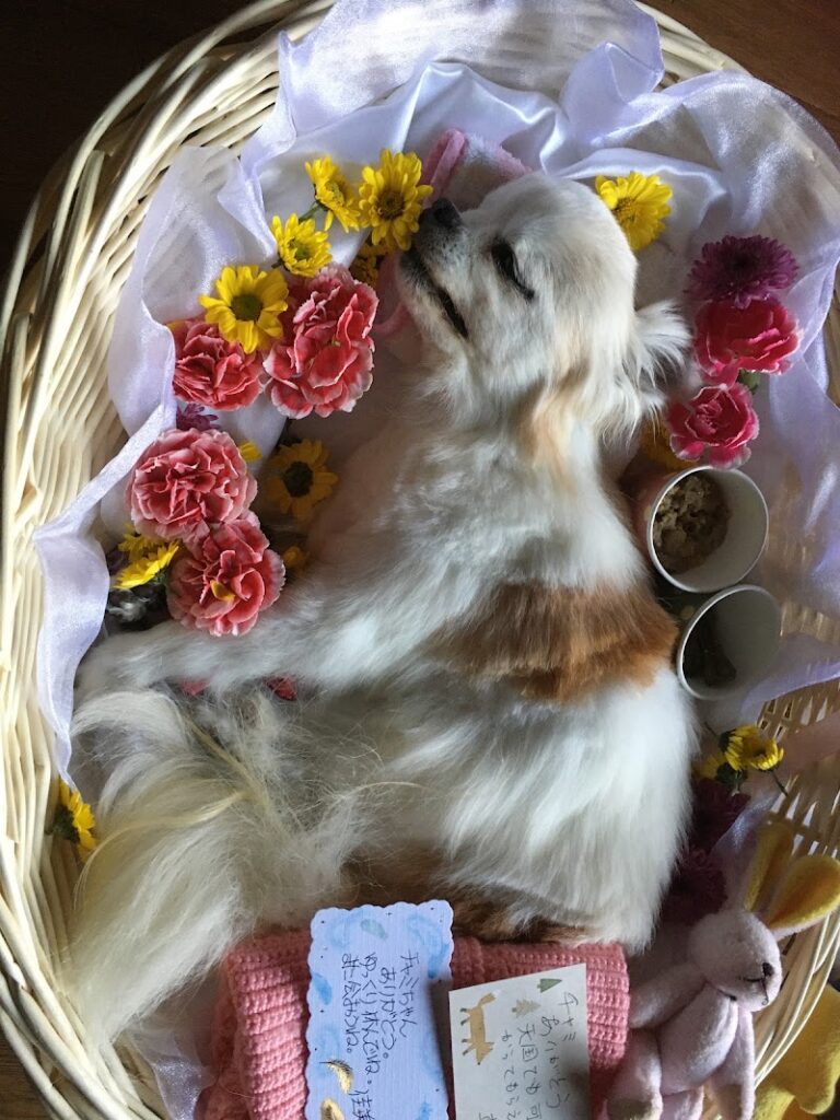 ペットのお葬式ＣｏＣｏの写真