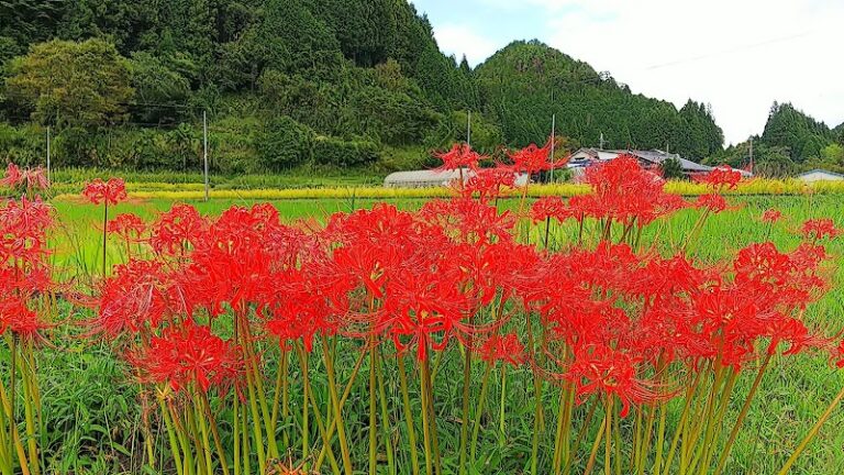 こどもの寺童楽寺の写真