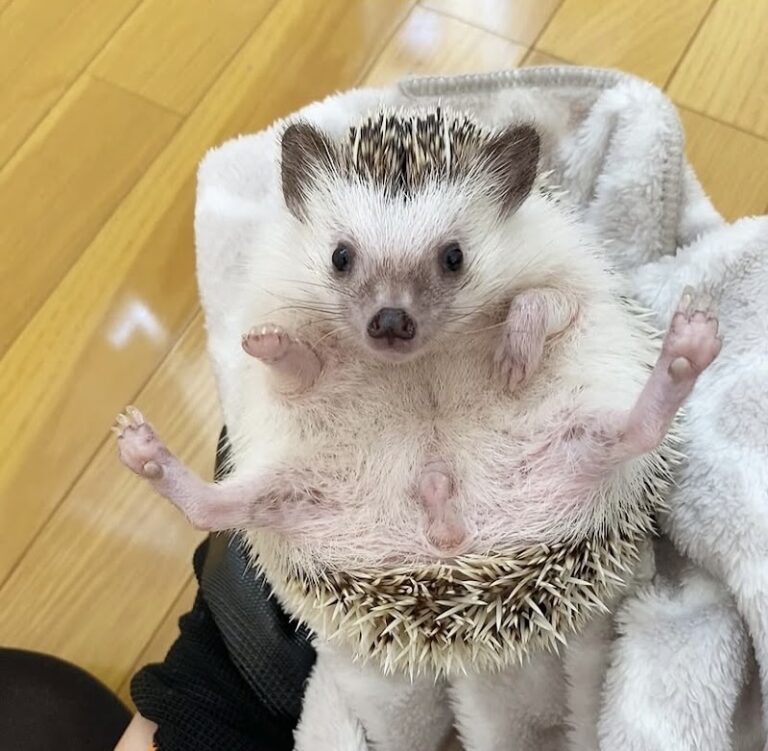 ペット火葬ハピネス埼玉の写真