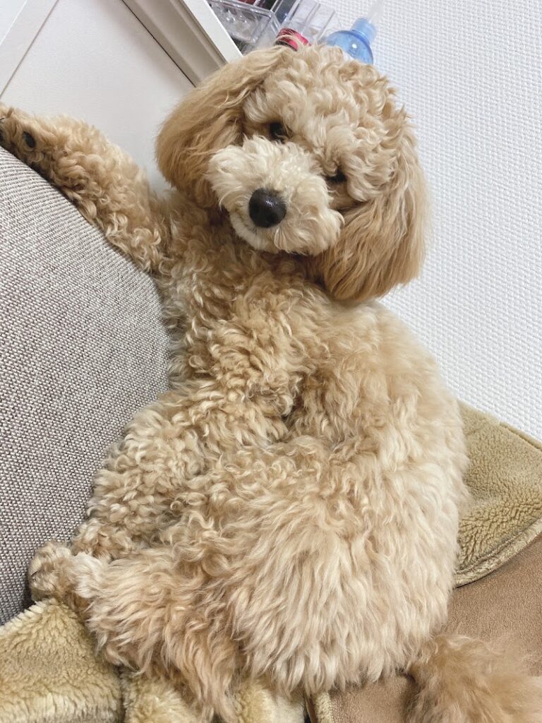 ほのかペット火葬の写真