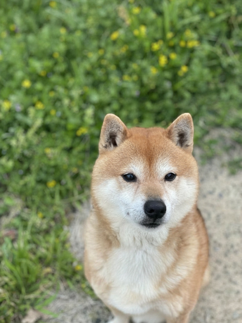 ペット火葬ハピネス福岡の写真