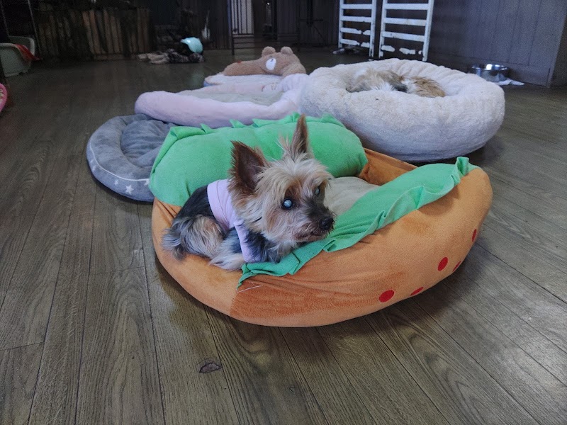 老犬ホーム ドッグハウス・ダディーの写真