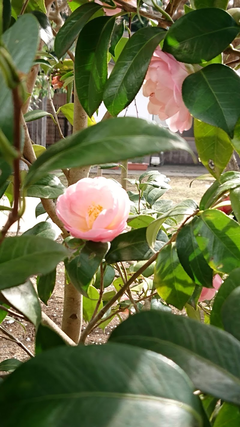 松戸ペット霊園の写真