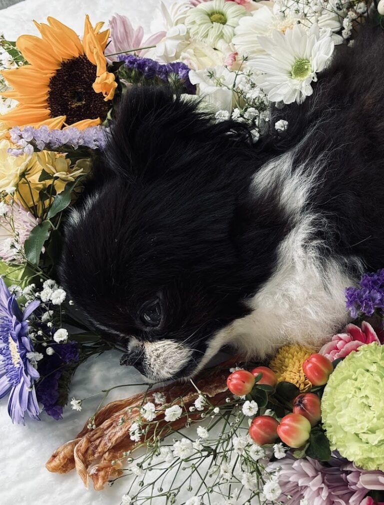 ペットセレモニー・⼀⼼堂の写真