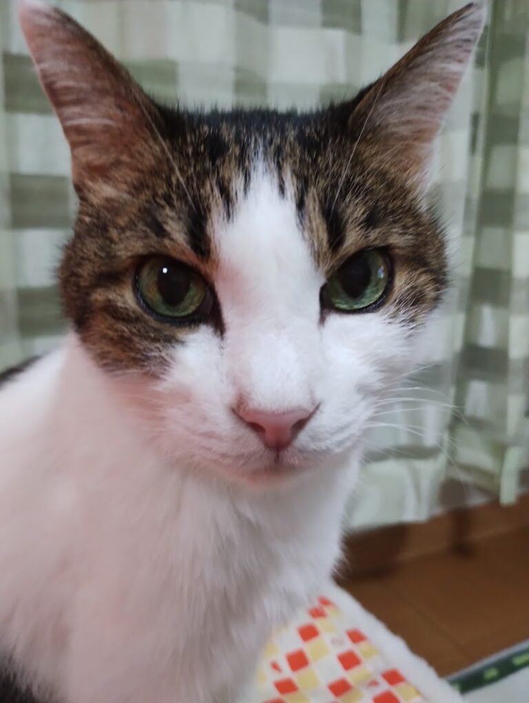 優心セレモニーの写真