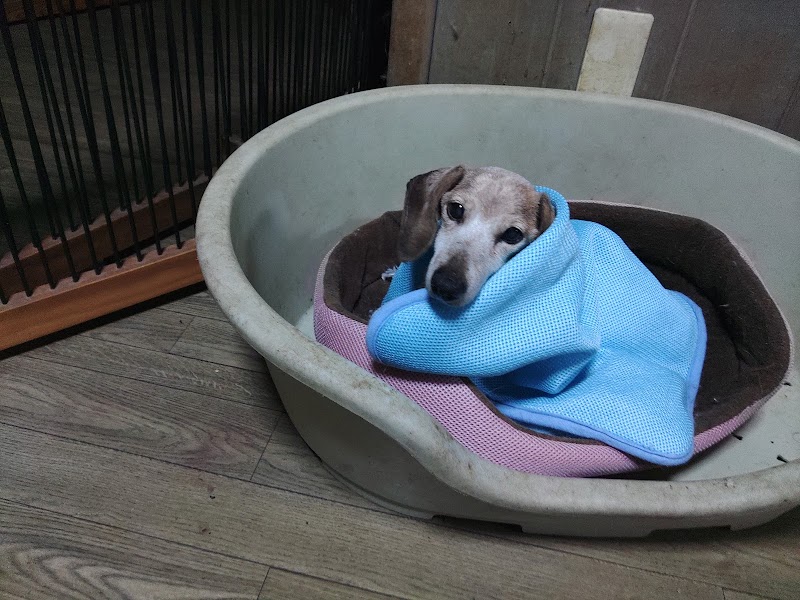 老犬ホーム ドッグハウス・ダディーの写真