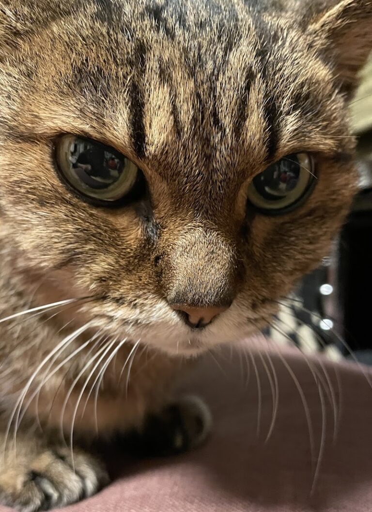 ペット火葬虹の園の写真