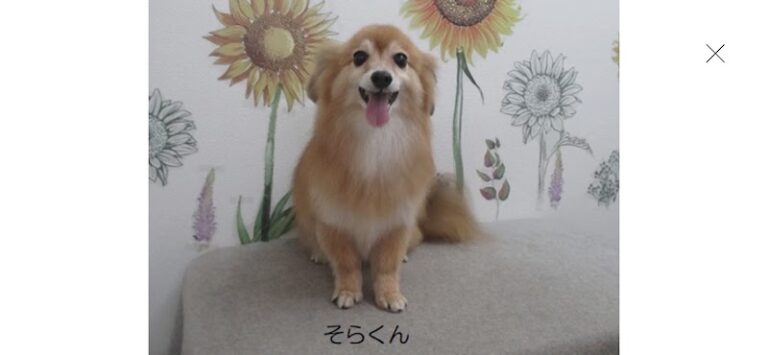訪問ペット火葬 なのはなの写真