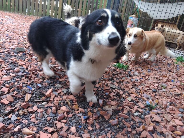 老犬ホーム ドッグハウス・ダディーの写真